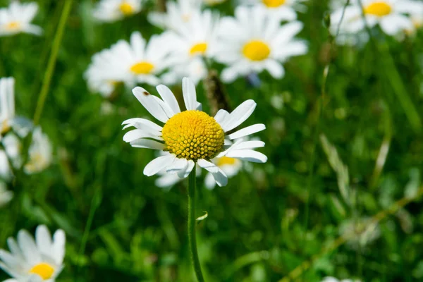 Gros Plan Camomille Dans Prairie Champ Vert Avec Des Fleurs — Photo