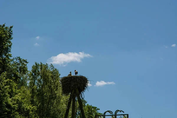 Ett Stort Med Storkar Vägstolpe Fågelfamilj Blå Himmel Sommardag — Stockfoto