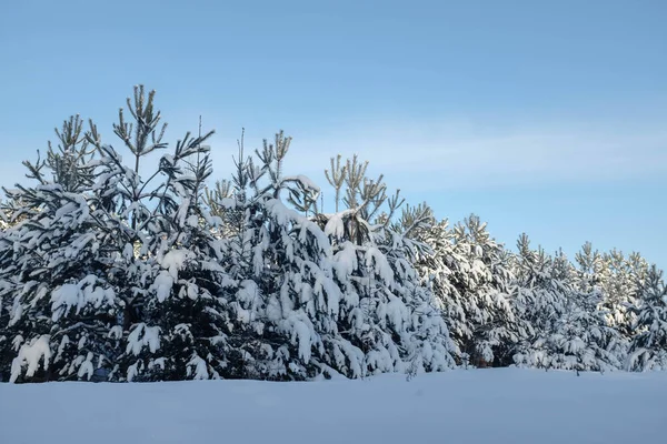 Piękny Krajobraz Zimowego Lasu Świerkowego Słoneczny Zimowy Dzień Błękitne Niebo — Zdjęcie stockowe