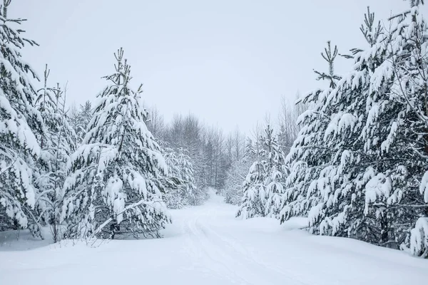 Tor Narciarski Lesie Piękny Krajobraz Zimowego Lasu Drzewa Pokryte Śniegiem — Zdjęcie stockowe