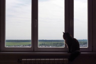 Penceredeki kedi. Kıllı bir kedi pencere eşiğinde oturur ve pencereden dışarı bakar..