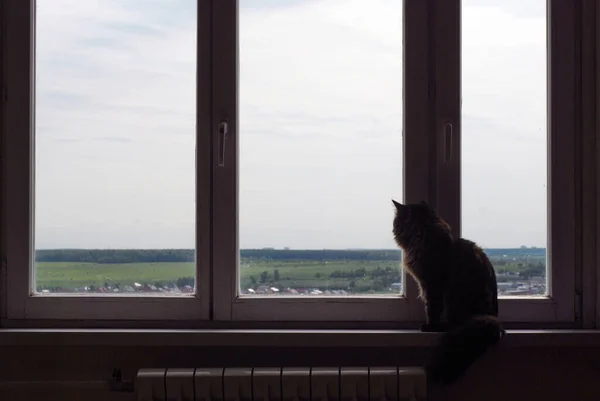 Кошка Окне Пушистый Кот Сидит Подоконнике Смотрит Окно — стоковое фото