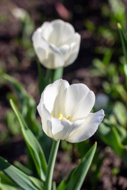 İki çiçek beyaz lale, yakın plan, dikey fotoğraf. Güneşli bir günde bahar çiçekleri.