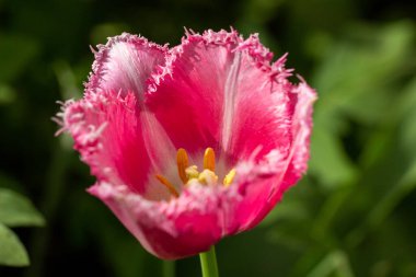Kadife kenarlı pembe lale çiçeği. Güneş ışığıyla aydınlatılmış