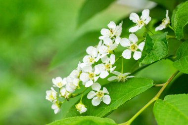 Yumuşak güneş ışığında çiçek açan kirazlı erik padus. Çiçek kuşları kiraz ağacına yakın plan. Makro fotoğraf açan böğürtlen.