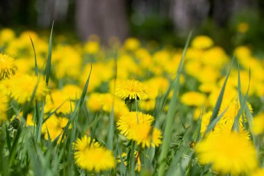 Baharda parktaki parlak sarı karahindiba çiçekleri. Karahindiba çiçekleri yaklaşır.