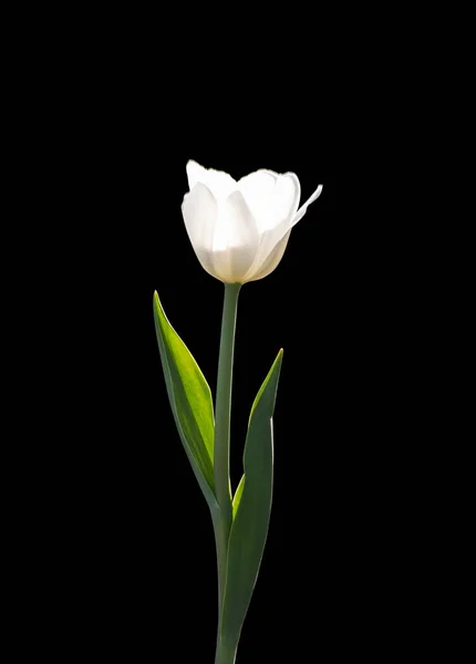 Белый Тюльпан Изолирован Черном Фоне Белый Цветок Освещаемый Солнечным Светом — стоковое фото