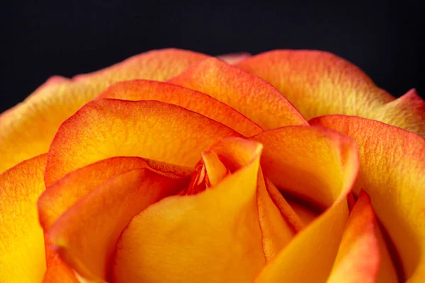 Yellow Rose Red Edges Isolated Black Macro Background Orange Rose — Stock Photo, Image