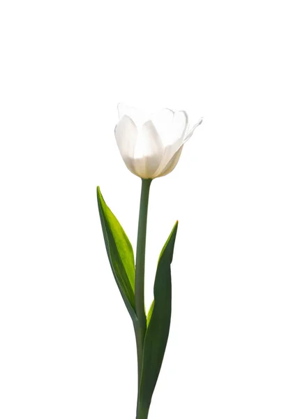 Tulipa Branca Isolada Num Fundo Branco Flor Branca Iluminada Pela — Fotografia de Stock