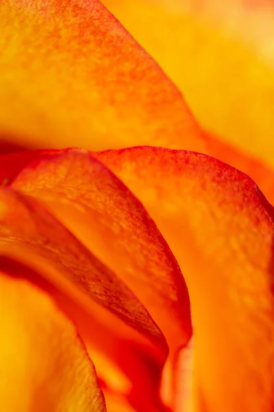 Żółta Róża Czerwonymi Brzegami Odizolowany Czarnym Makro Tle Róża Pomarańczowa — Zdjęcie stockowe