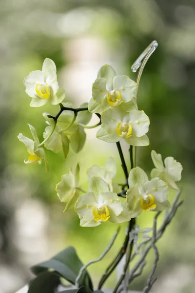 Zielona Żółta Kwitnąca Peloriczna Orchidea Rozmytym Tle Strona Główna Kwiaty — Zdjęcie stockowe