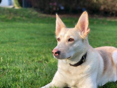 Çimlerin üzerinde pembe burunlu bir köpek (Alman çoban köpekleri köpeğini karıştırır)). 