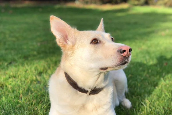 Pembe burunlu köpek yukarı bakıyor (Alman çoban köpeği ve Husky karışımı)). 
