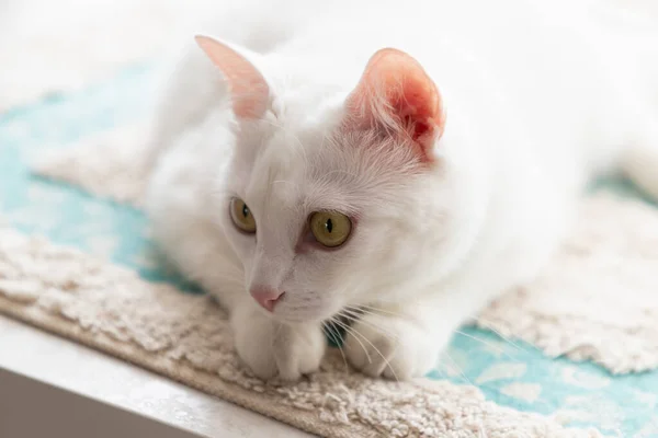 White cat with amber eyes