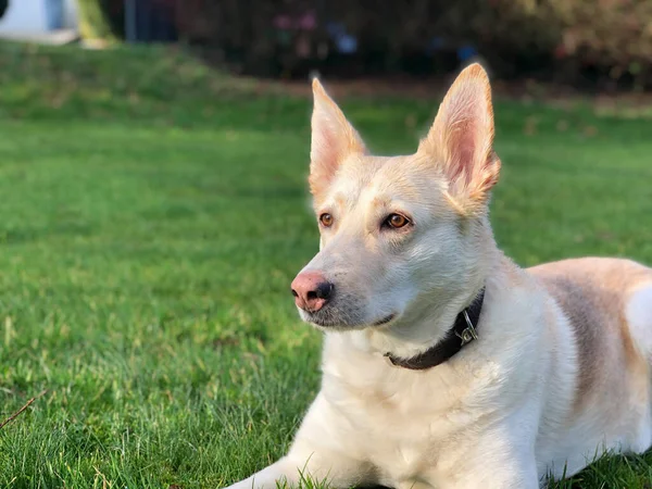 Çimlerin üzerinde pembe burunlu bir köpek (Alman çoban köpekleri köpeğini karıştırır)). 
