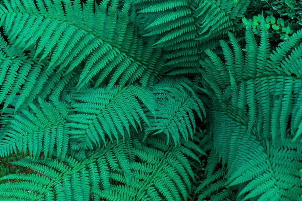 Tropical Green Fern Leaves Texture Background Copy Space — Stock Photo, Image