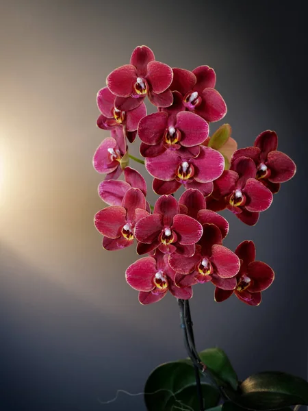 Пышная Темно Красная Цветущая Орхидея Фаленопсис Бархатной Структурой Лепестков Сером — стоковое фото