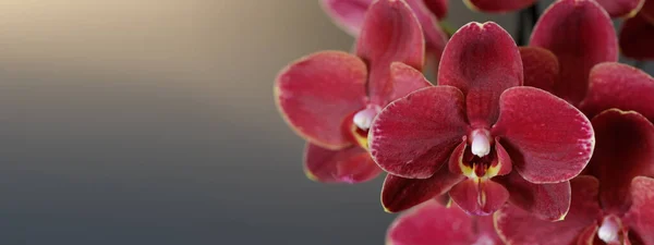 Ciemnoczerwony Kwiat Storczyka Rozmytym Szarym Tle Baner Przestrzenią Kopiowania — Zdjęcie stockowe