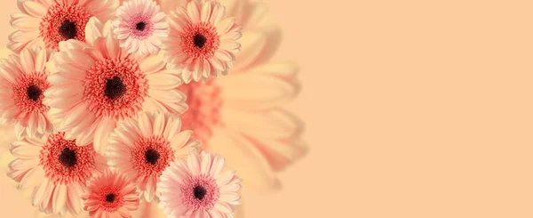 นหล งดอกไม ดอกไม ชมพ Gerbera Daisy นหล งปะการ าเนา — ภาพถ่ายสต็อก