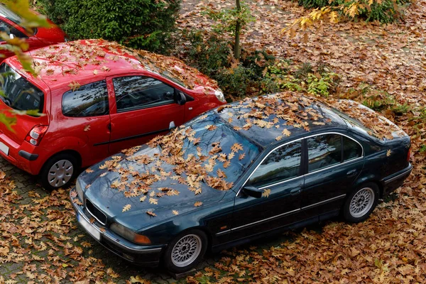Otoparktaki arabalar dökülen yapraklarla kaplı. Genel Bakış