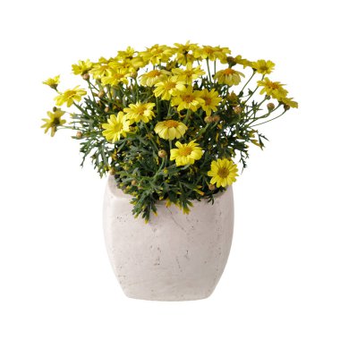 Beyaz arkaplanda seramik çömlekte sarı papatya kasımpatıları (Argyranthemum frutescens)