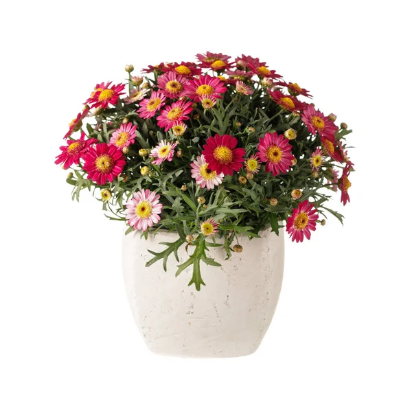 Beyaz zemin üzerinde izole edilmiş seramik çömlekte çok renkli papatya kasımpatıları (Argyranthemum frutescens)