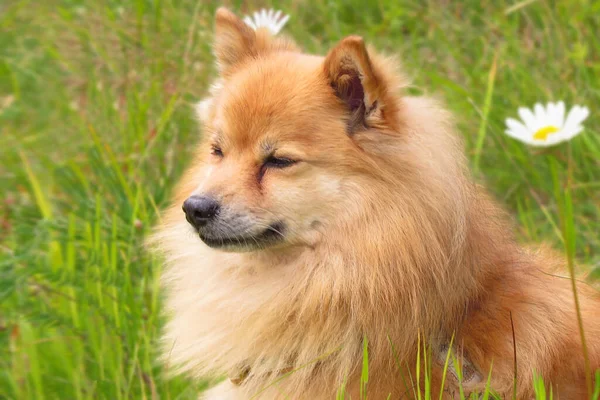 Cão Pomerânia Grama Dia Verão — Fotografia de Stock