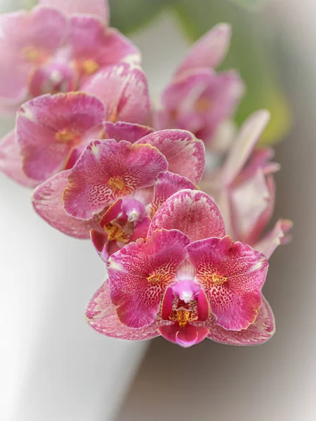 Kwiaty Kny Owy Peloric Orchidea Phalaenopsis Zwana Pirate Picottee Zbliżenie — Zdjęcie stockowe