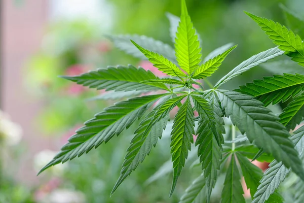 Lämnar Vild Cannabis Suddig Bakgrund Medicinsk Hampa — Stockfoto