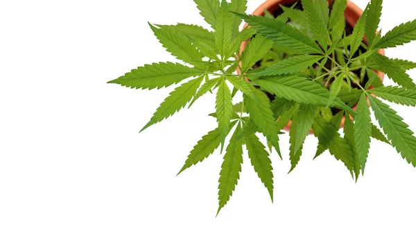 Hampa Cannabis Medicinsk Växt Kruka Isolerad Vit Bakgrund Ovanifrån Med — Stockfoto