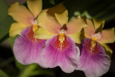 Aromatik pembe çiçekler güneşte Miltonia cinsinin güneş orkidesi. Ev ve bahçe çiçekleri.