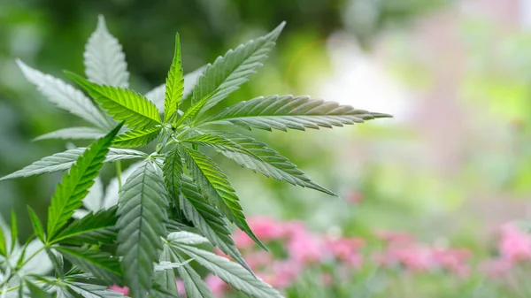 Lämnar Växande Cannabis Suddig Bakgrund Medicinsk Hampa — Stockfoto