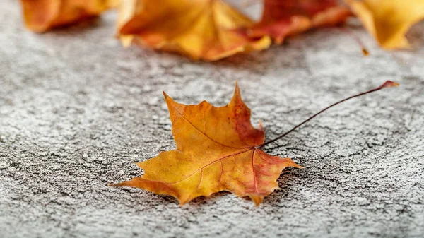 Fallen orange maple leaves on a stone path. Autumn nature. Granite background with copy space