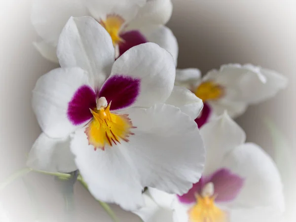 ดอกไม ขาวท นหอม วยไม แดดของสก Miltonia านและสวนดอกไม — ภาพถ่ายสต็อก