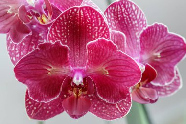 Pembe kırmızı çiçek açan pelorik penisenopsis nötr arkaplanda yakın plan