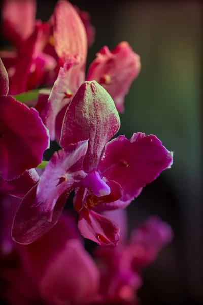 Orquídea Flor Vermelha Rosa Brilha Sol Foco Seletivo Close Macro — Fotografia de Stock