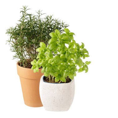 Biberiye ve fesleğen kabı beyaz tencerede izole edilmiş.