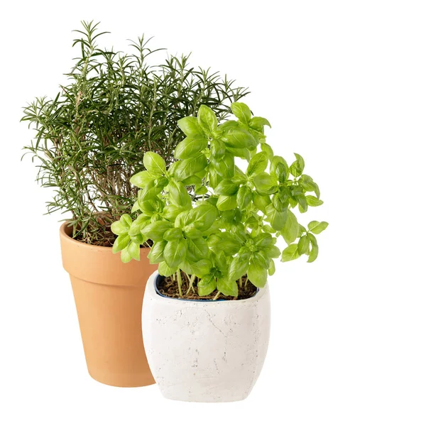 Biberiye ve fesleğen kabı beyaz tencerede izole edilmiş.