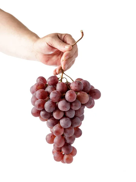 Mężczyzna Ręka Gospodarstwa Kilka Dużych Czerwonych Winogron Izolowane Biały — Zdjęcie stockowe