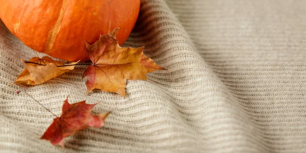 Akçaağaç yaprakları ve balkabağı ile arka planda kal. Kopya alanı olan yumuşak kaşmir arkaplan