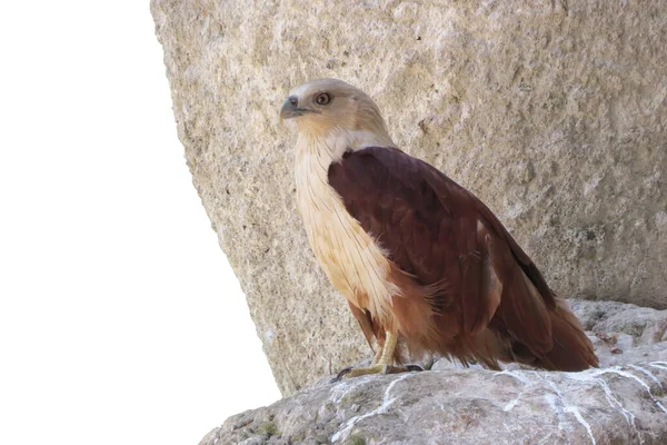 Red Hawk Pássaro Rapina Sentado Pedra Isolada Sobre Fundo Branco — Fotografia de Stock