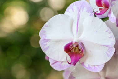 Beyaz pembe çiçek orkidesi arka bahçedeki bulanık arkaplanda fotokopi alanı ile yakın plan