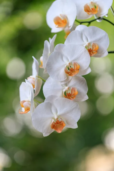 Biała Krem Kwitnąca Orchidea Rodzaju Phalaenopsis Odmiany Darwin Pomarańczową Wargą — Zdjęcie stockowe