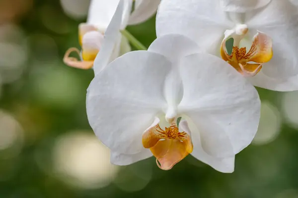 Biały Krem Kwitnący Kwiat Orchidea Rodzaju Phalaenopsis Odmiany Darwin Pomarańczowym — Zdjęcie stockowe
