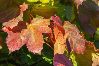 Renkli akçaağaç yaprakları güneşli bir sonbaharda yakınlaşır 