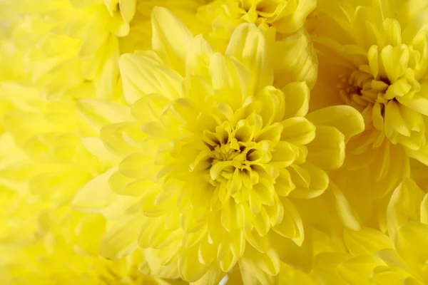 นหล งดอกไม อการ ดอวยพร ดอกไม ไครซานเทม เหล — ภาพถ่ายสต็อก