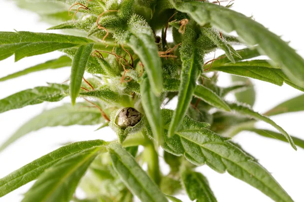 白い背景にトリコームと新しい種子を持つ汚染された女性大麻の芽 — ストック写真