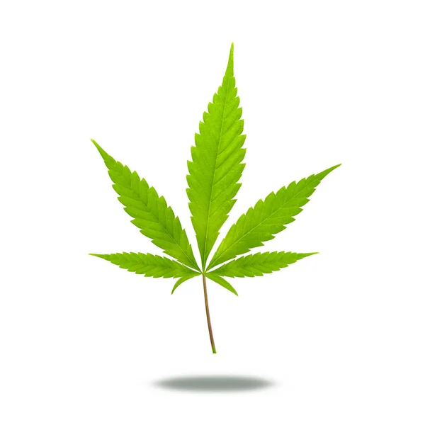 Cannabis Hampa Blad Isolerad Vit Bakgrund — Stockfoto