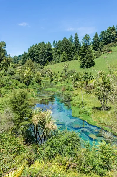 Blue Spring Který Nachází Waihou Walkway Hamilton Nový Zéland Mezinárodně — Stock fotografie