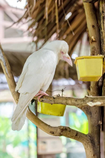 White Crow Resting Branches — Stock Photo, Image